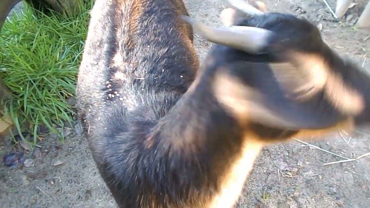 Hidden Hazards With Goats Part 3 - Water Buckets