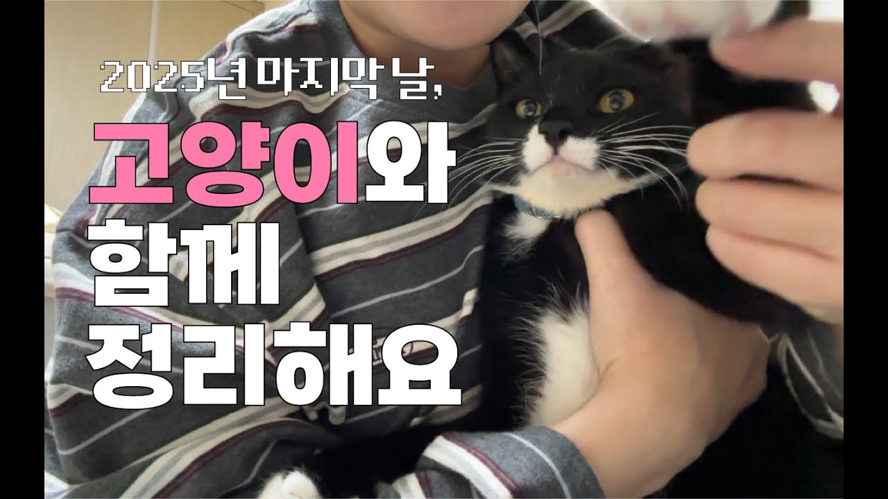 고양이랑 고양이 장난감 정리하는 이상하게 기분이 좋아지는 영상