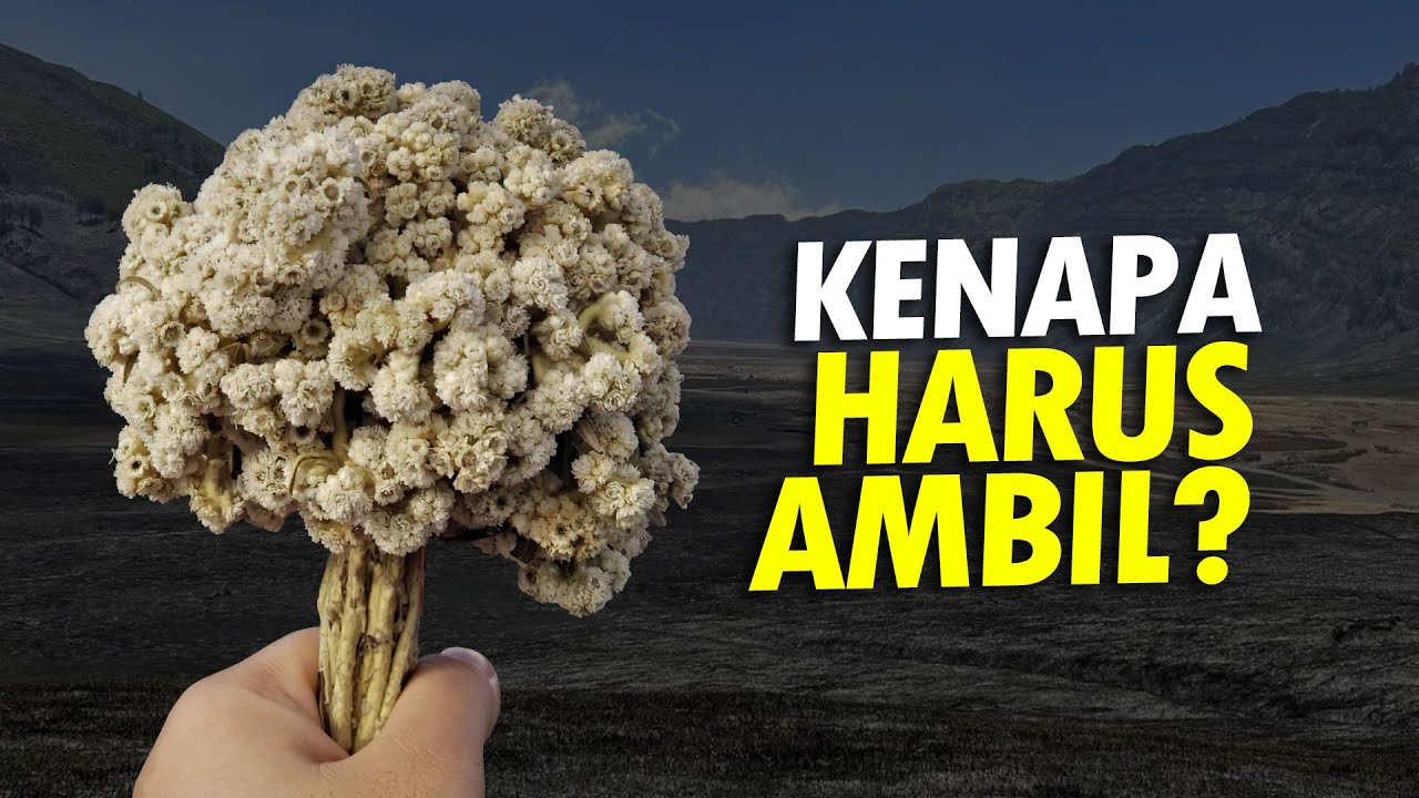 Bunga Abadi yang Terlarang (Edelweiss) #AlamSemenit