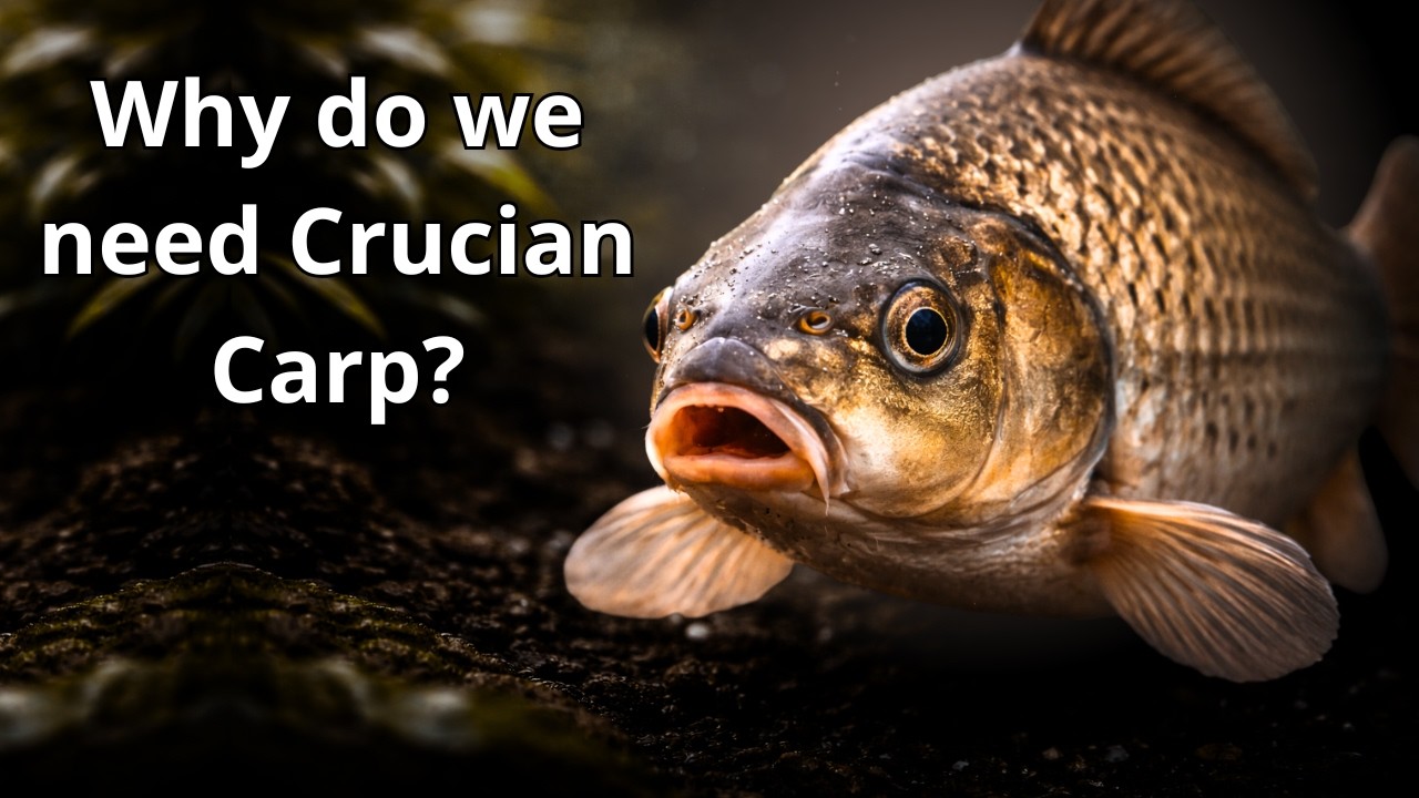 Why Is the Crucian Carp Almost Unkillable?