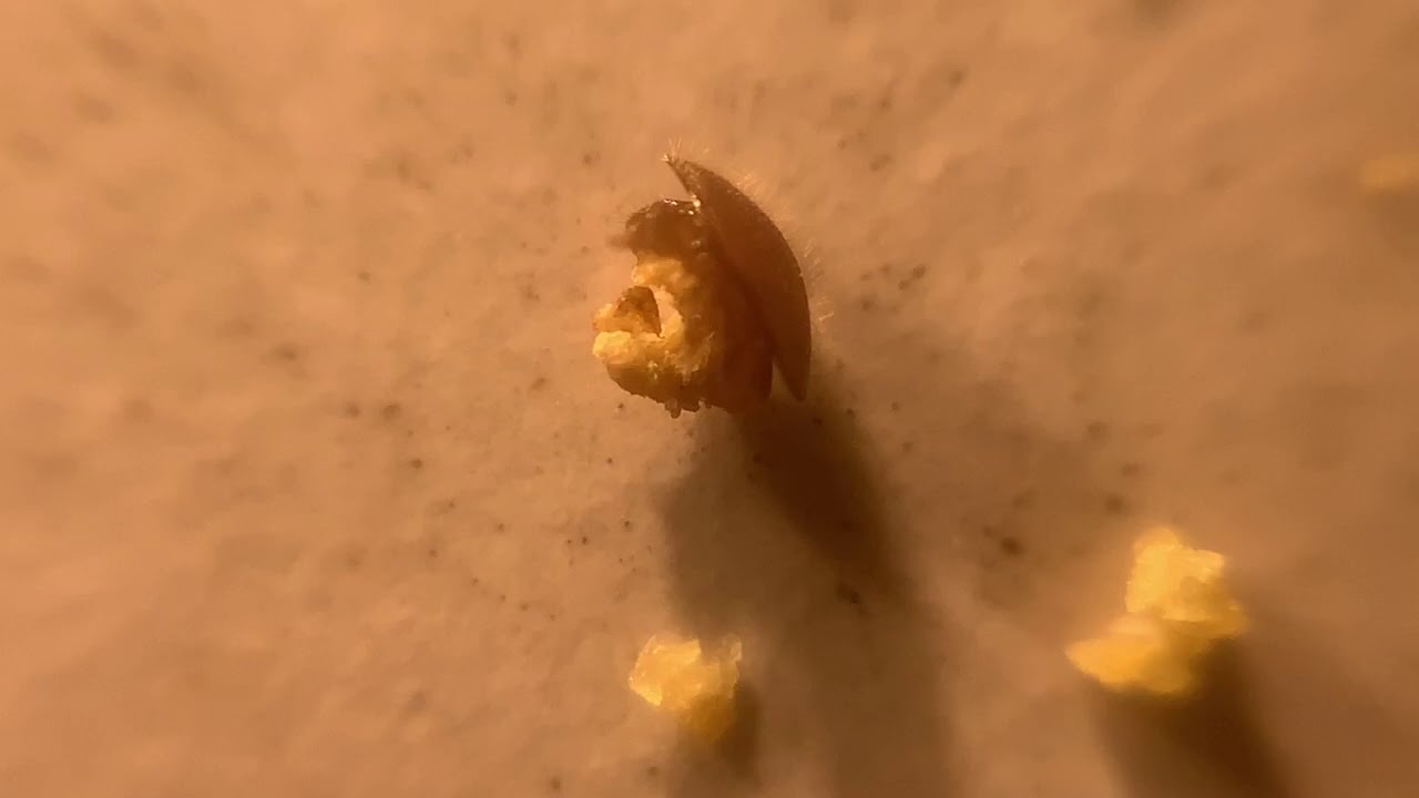 Agile Varroa Milbe l&auml;uft umher
