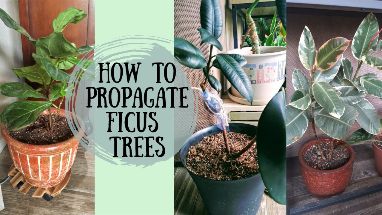 How To Propagate a Ficus Tree | Air Layering a Ficus Tree