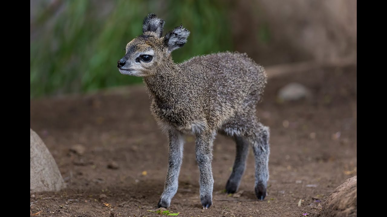 Klipsringer Calf Leaps Into Hearts at the San Diego Zoo