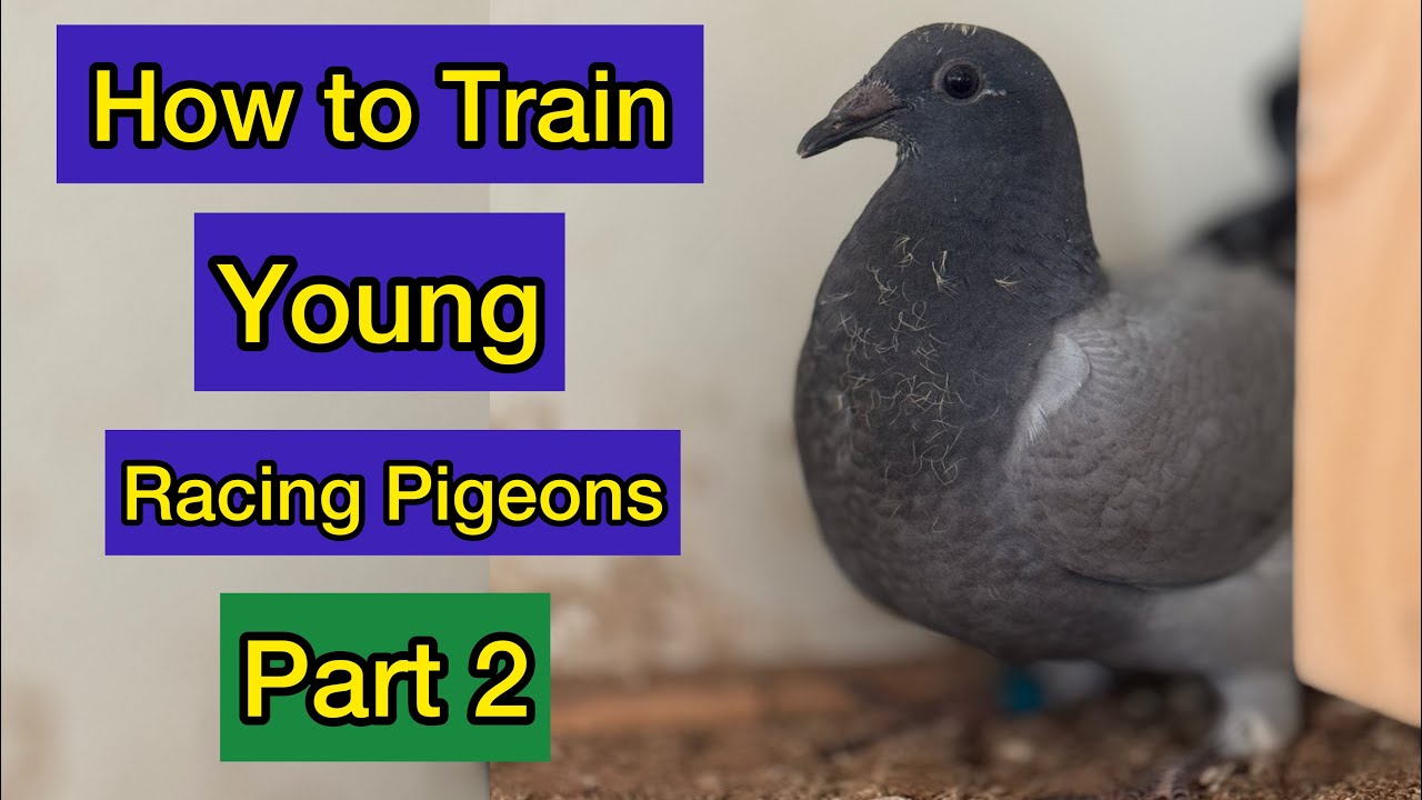 How to train young racing pigeons  Part 2 | Racing Kabootar ki Training