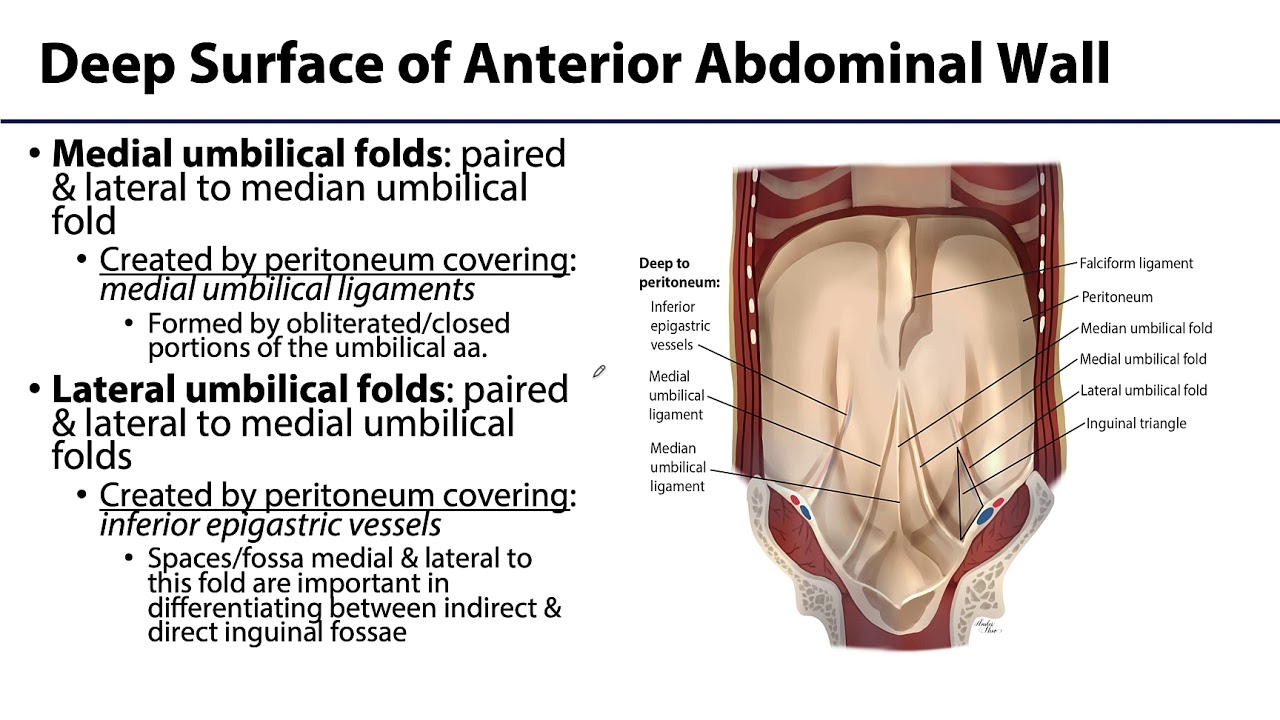 Abdominal Wall, Peritoneum and Intestines LO 2 - Abdominal Wall