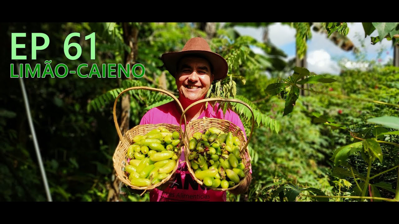 EPISÓDIO 61 - LIMÃO-CAIENO |  #pancnaveia #valdelykinupp