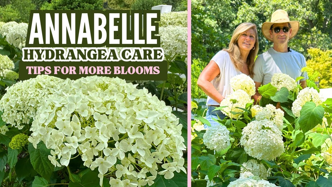Annabelle Hydrangea Care - Tips for More Blooms