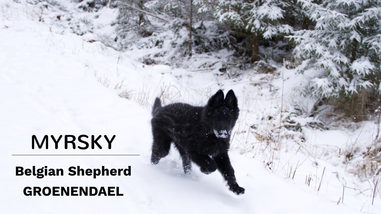 BELGIAN SHEPHERD GROENENDAEL PUPPY | 12 weeks | Our 3 Month Old Belgian Sheepdog Myrsky
