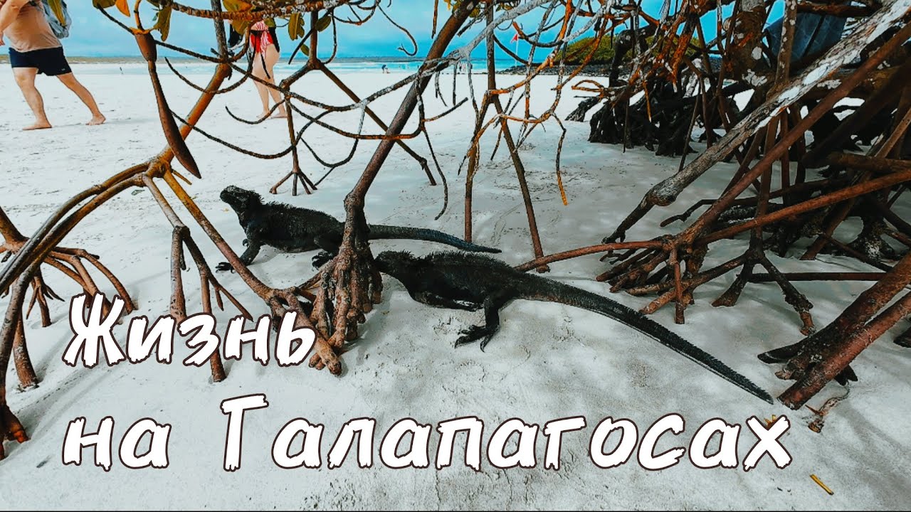 Прожил на Галапагосах 5 недель и...