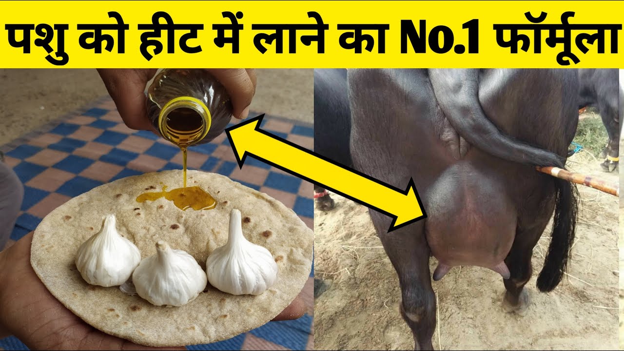 पशु को हीट में लाने का No.1 देसी फॉर्मूला|Gaay ko heat|Bhains ko heat|Heat problem solution in dairy