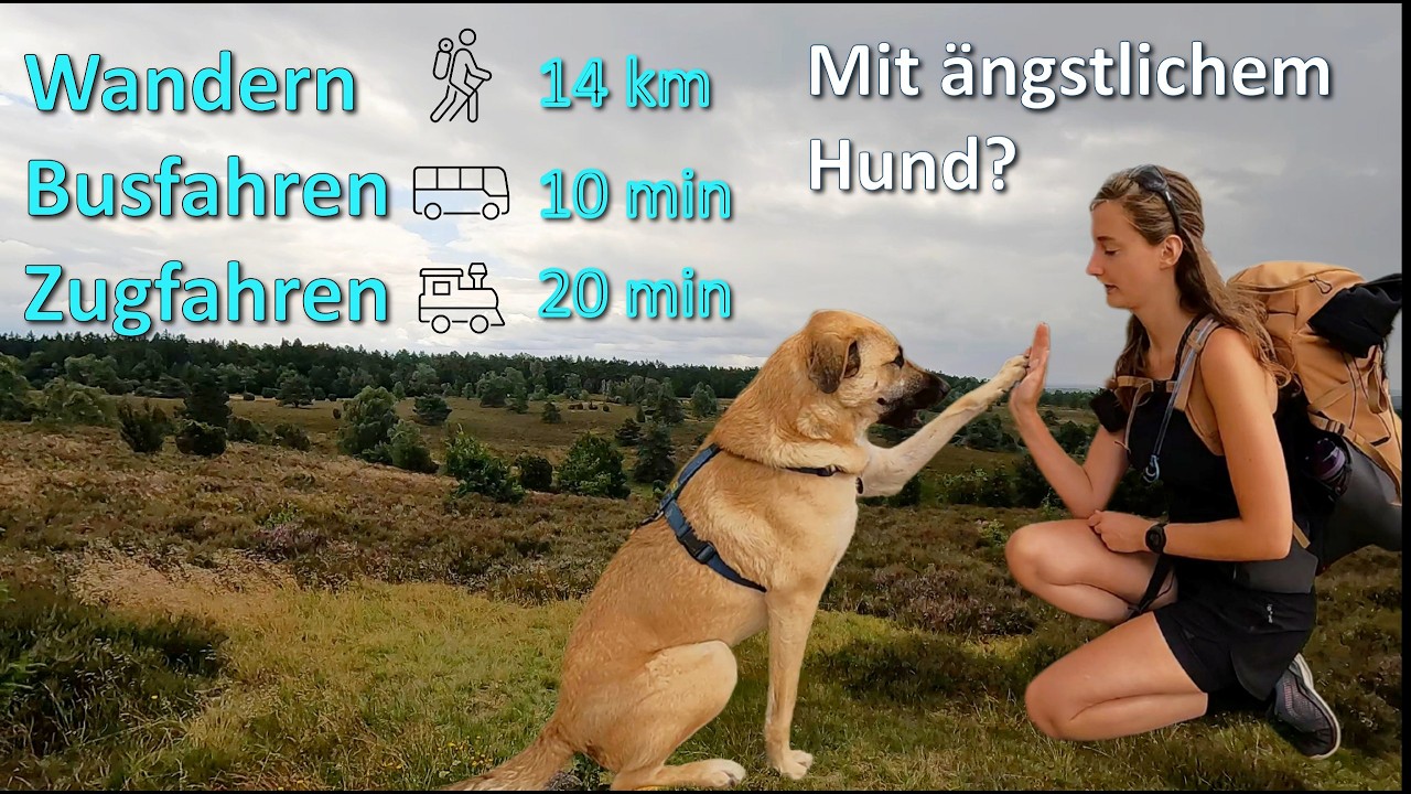 Heidschnuckenweg Etappe4| Lüneburger Heide| Wandern & Zugfahren mit ängstlichem Hund| Heide-Schuttle