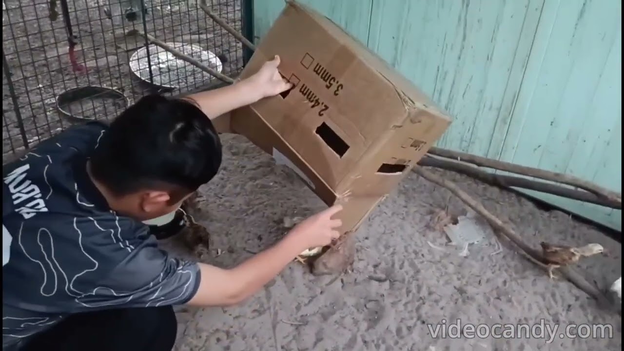 #49-Menghantar anak2 ayam ke tempat asalnya..terbaikkk..👍🏽👍🏽👍🏽