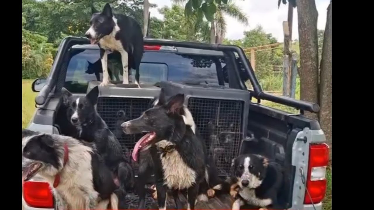Border Collie com rebanhos