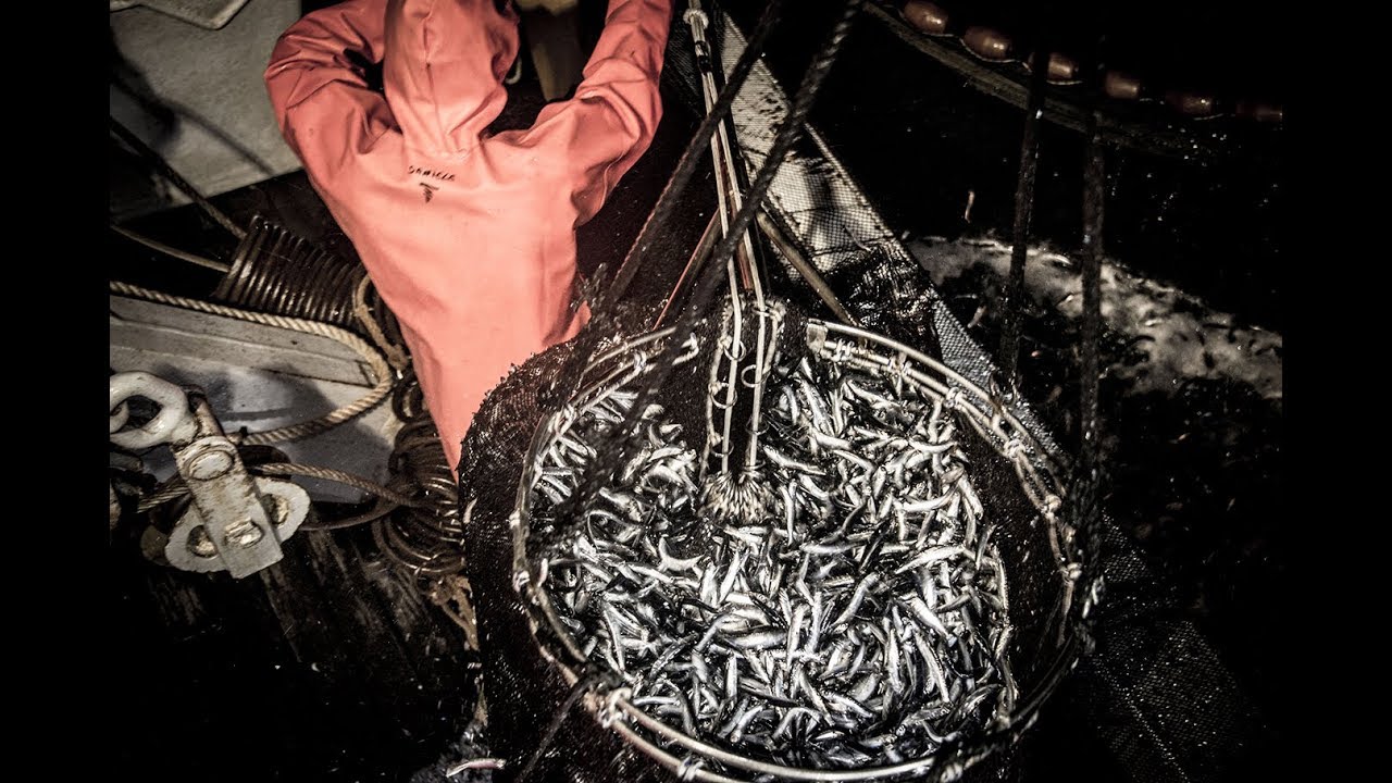 La pesca sostenibile: la lampara nel Golfo di Genova | I Produttori Eataly