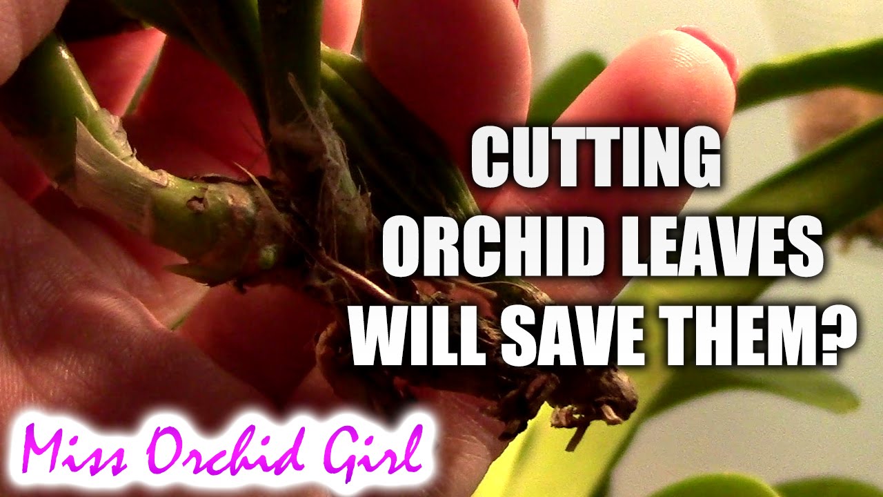 Cutting leaves of sick orchids will help them - true or false?