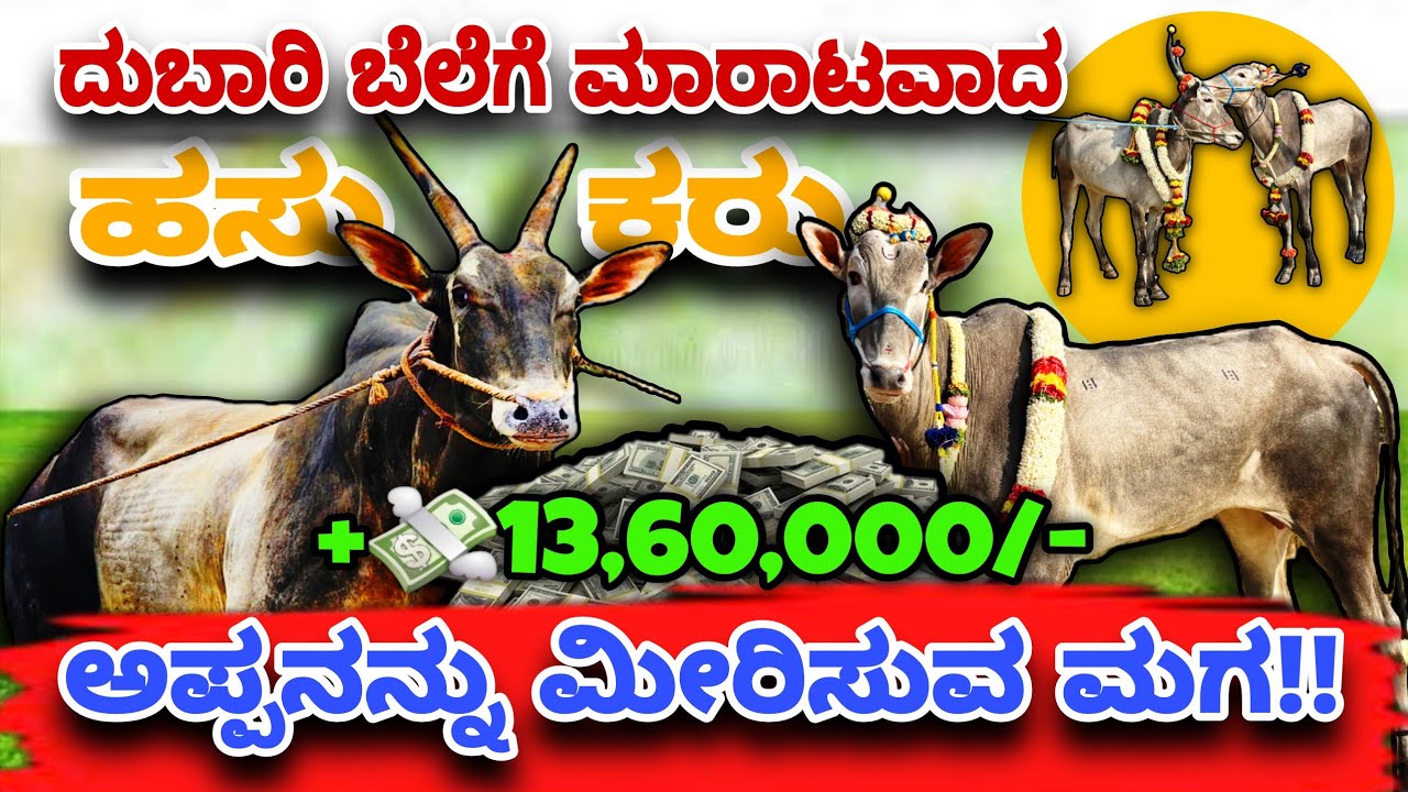 Hallikar Cow & Calf sold for 13,60,000 in History CR7 Hori Son Top Hallikar Calf Hallikar Trending 