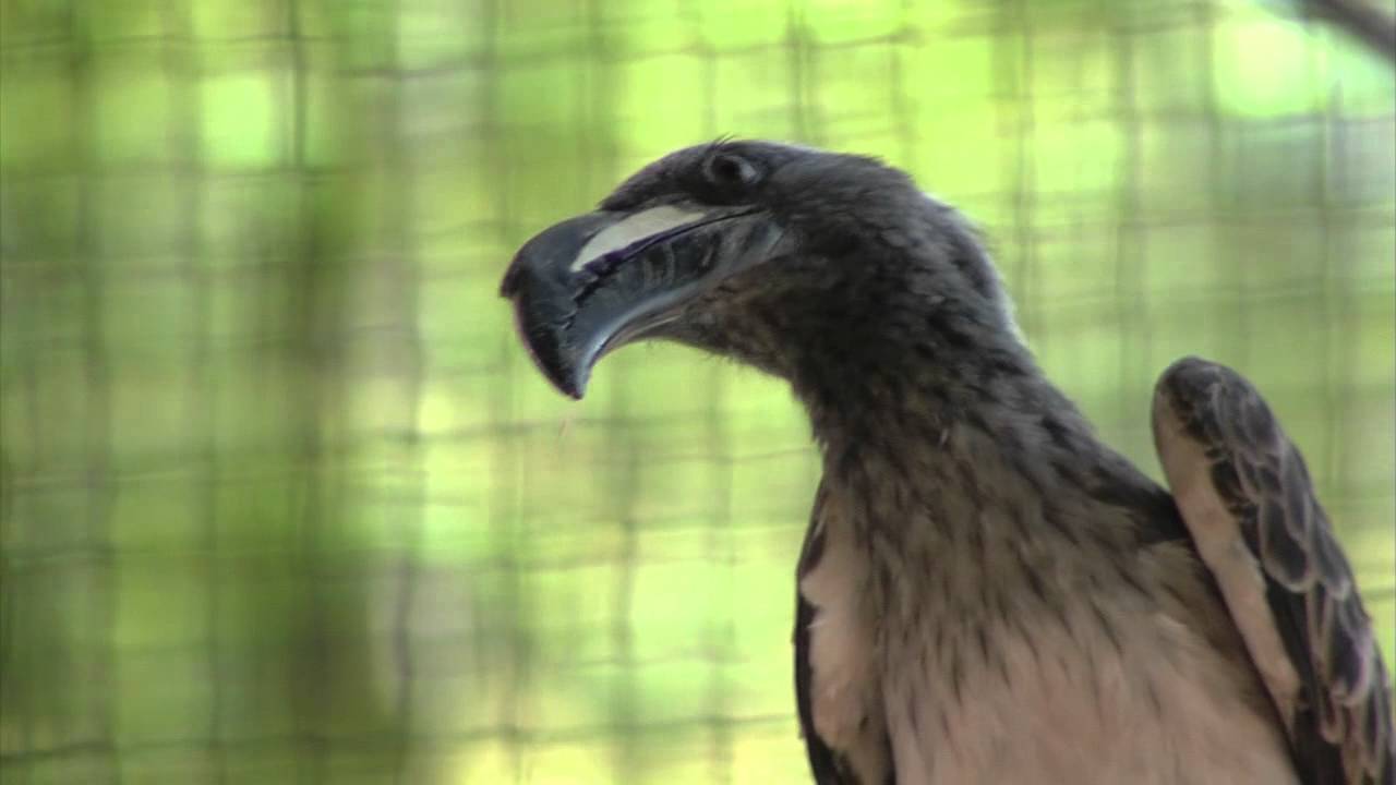 Naissance d'un Calao à bec noir - Parc des Oiseaux