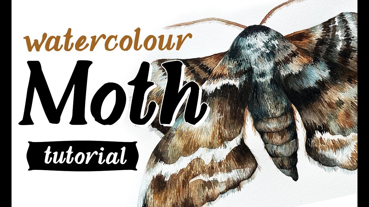 Watercolour Moth tutorial