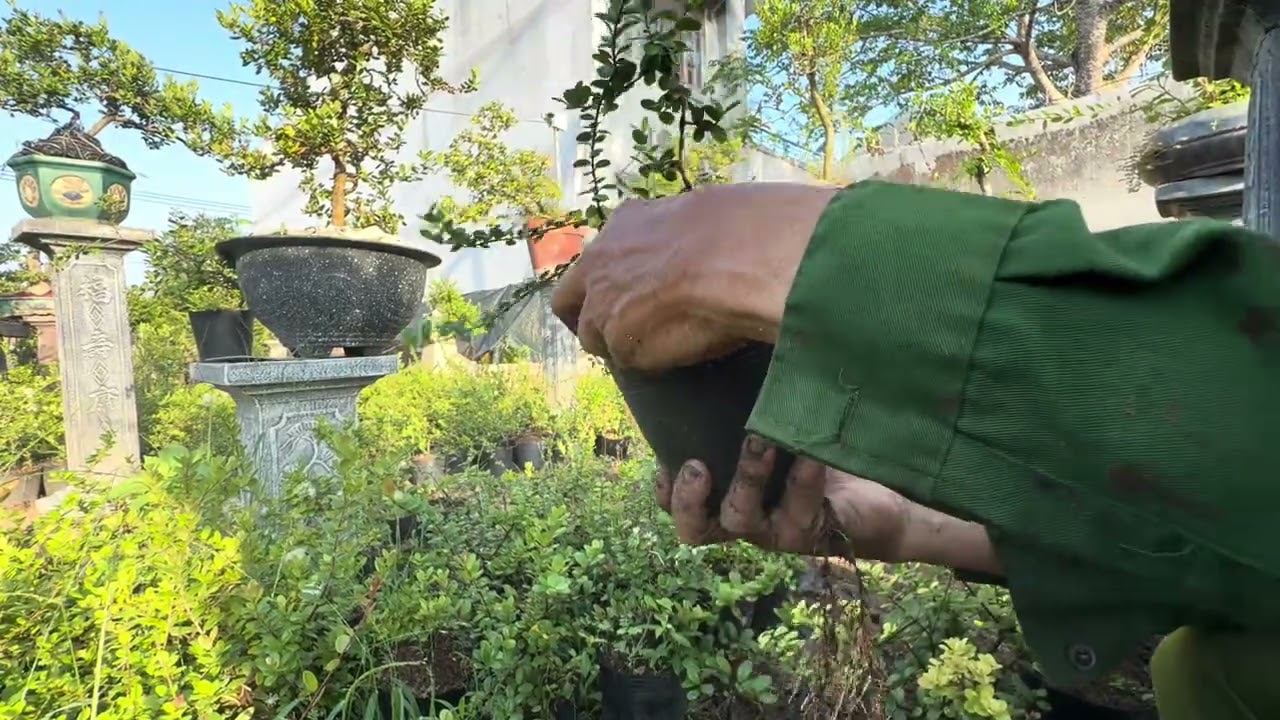 Gầy giống cây Hải châu mini lá rí tròn trái tim @