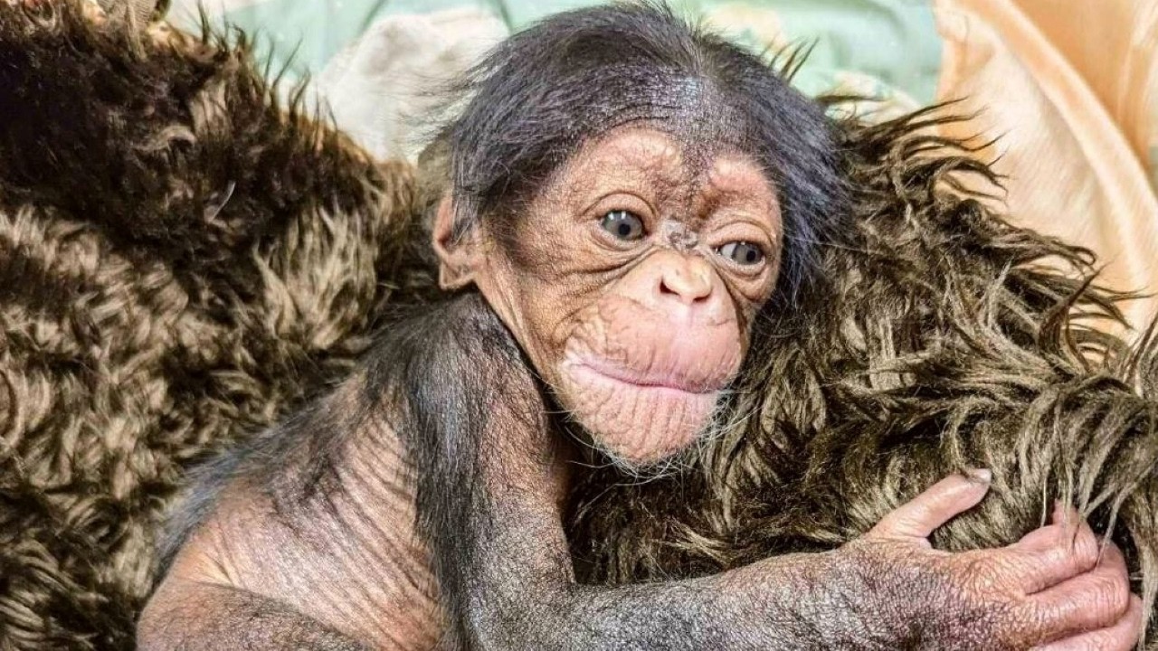 The Miracle of Alizeti: A Baby Chimp's Inspiring Story