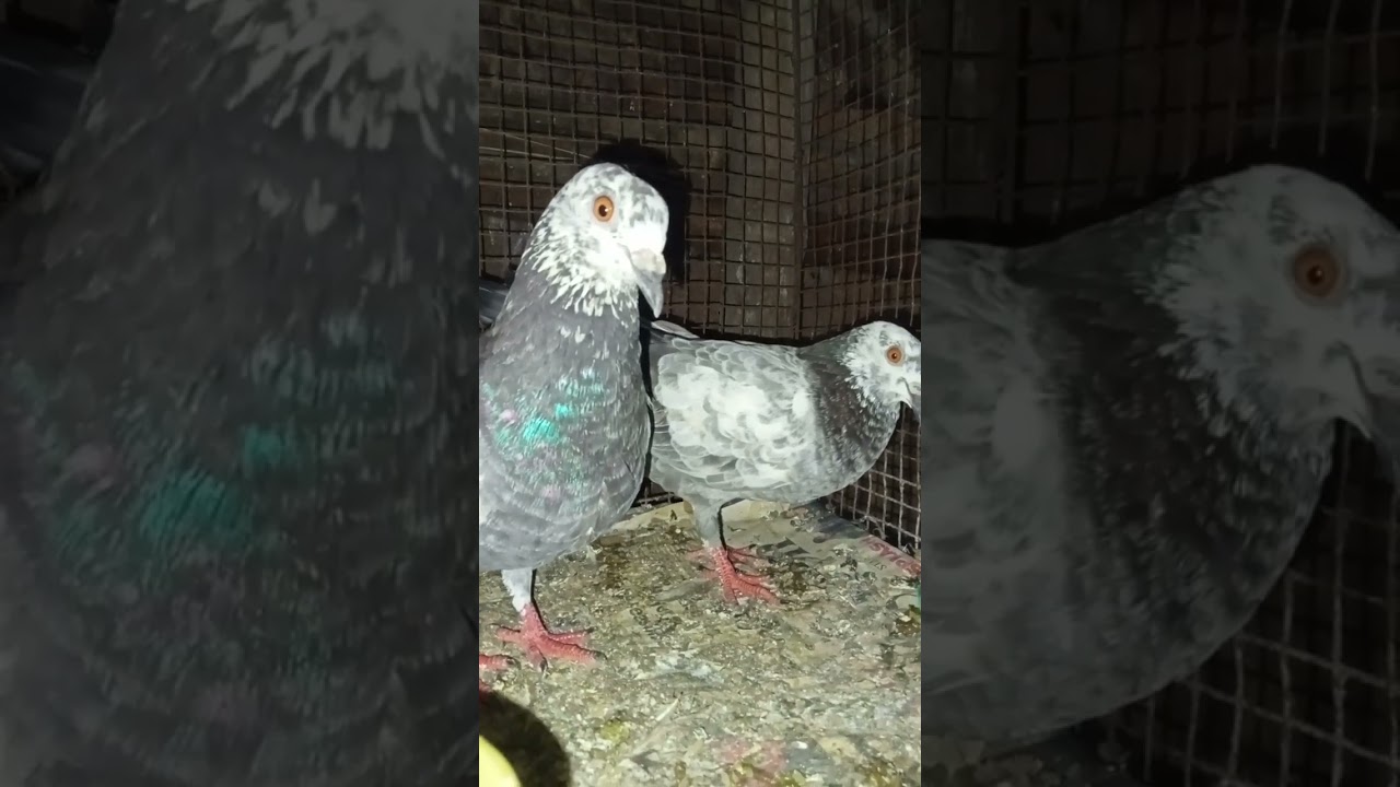 Check Kar 🕊️🌧️ 🤩#kabutarlover #youtubevideos #pigeonkabutar #barish #pigeon #trending #video #shorts