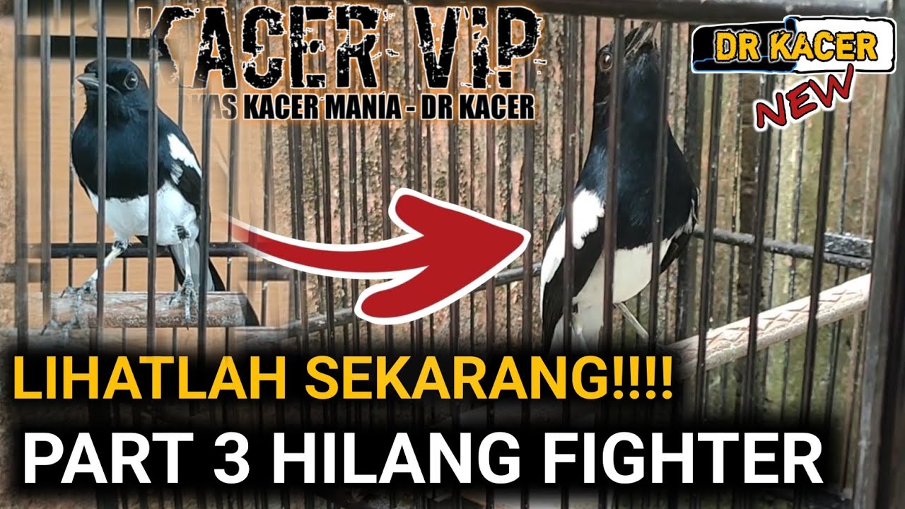 (FULL) RAWATAN KACER HILANG FIGHTER PART 3 | DR KACER TERBARU