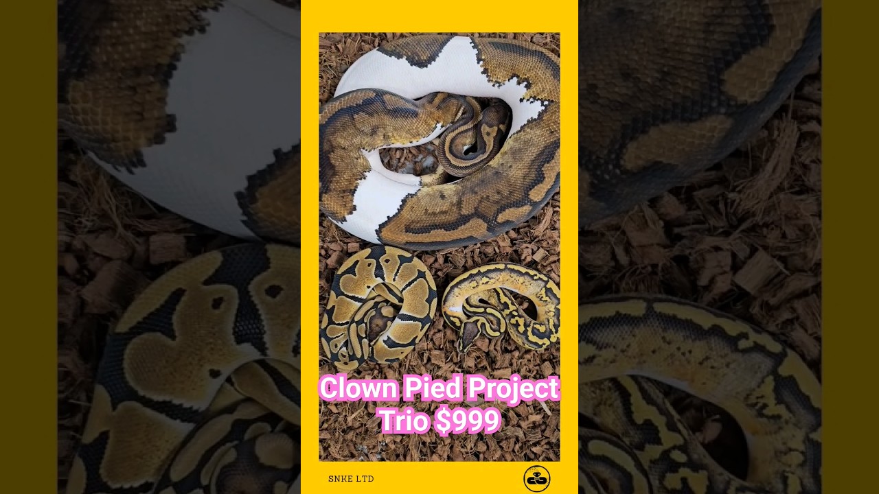 get that Lightning mj clown pied project 🌩 #ballpython #snkeltd #reptiles