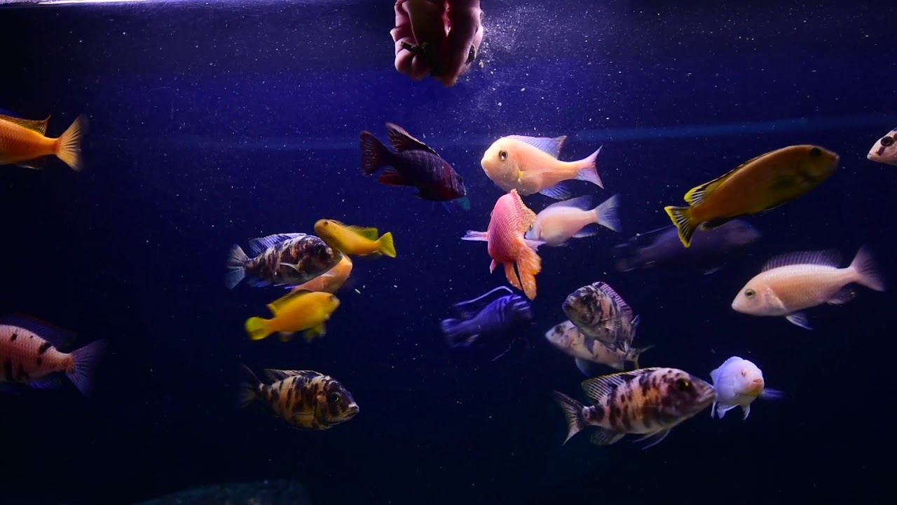Tropical GEL FORMULA for Omnivorous Fish