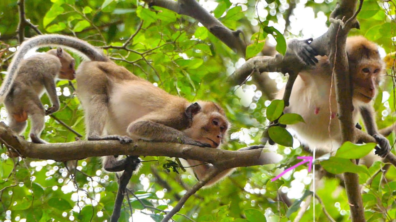 Poo-r grandma monkey MALIDA is not give birth she look so sick.