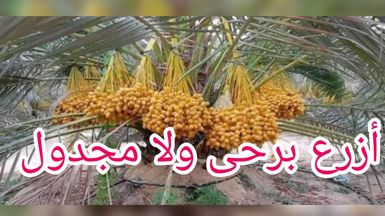 محتار أزرع بارحى ولا مجدول