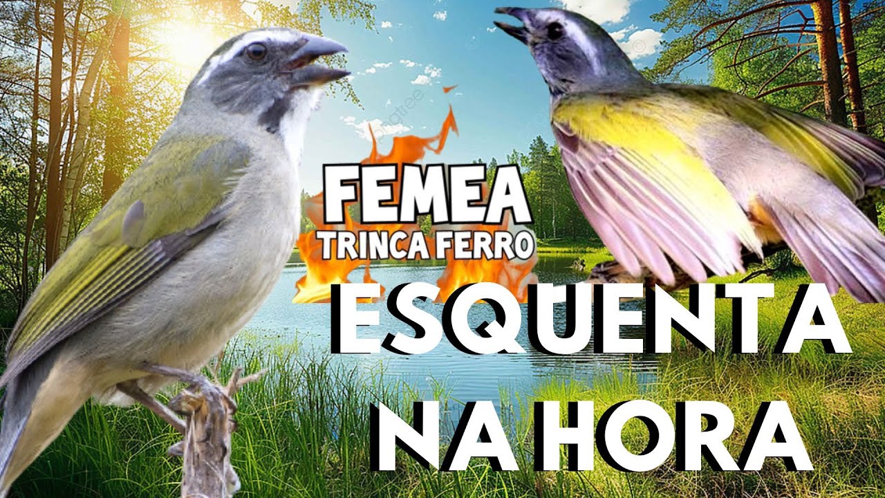 Melhor Fêmea de trinca ferro Macheando e Boca Mole💥 fêmea de trinca ferro Chamando 💥