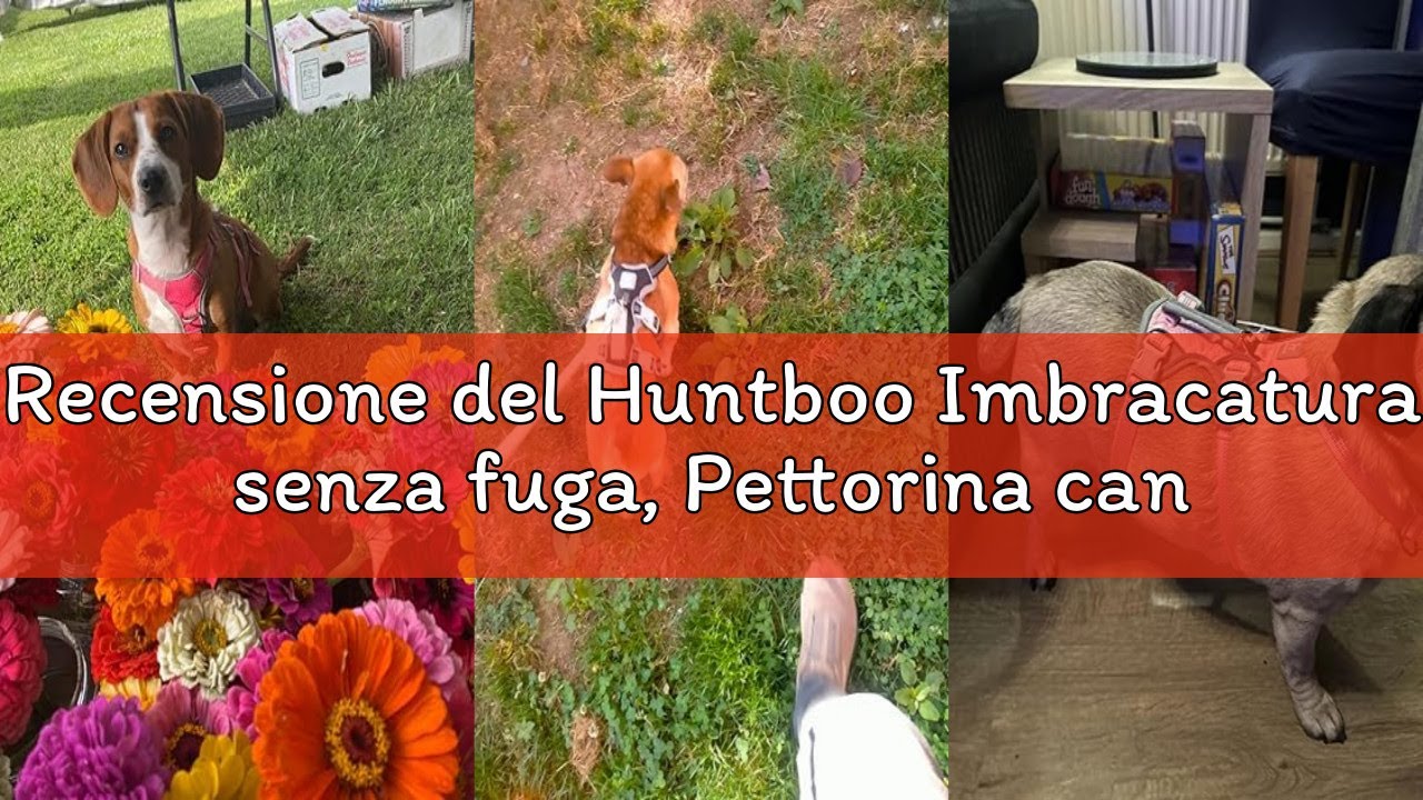 Recensione del Huntboo Imbracatura senza fuga, Pettorina cane taglia media, Imbracatura riflettente