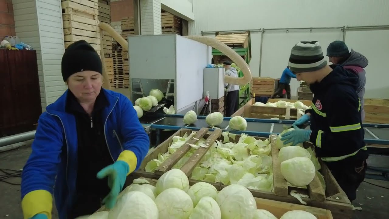 Przygotowanie kapusty dla przetwórstwa po przechowywaniu