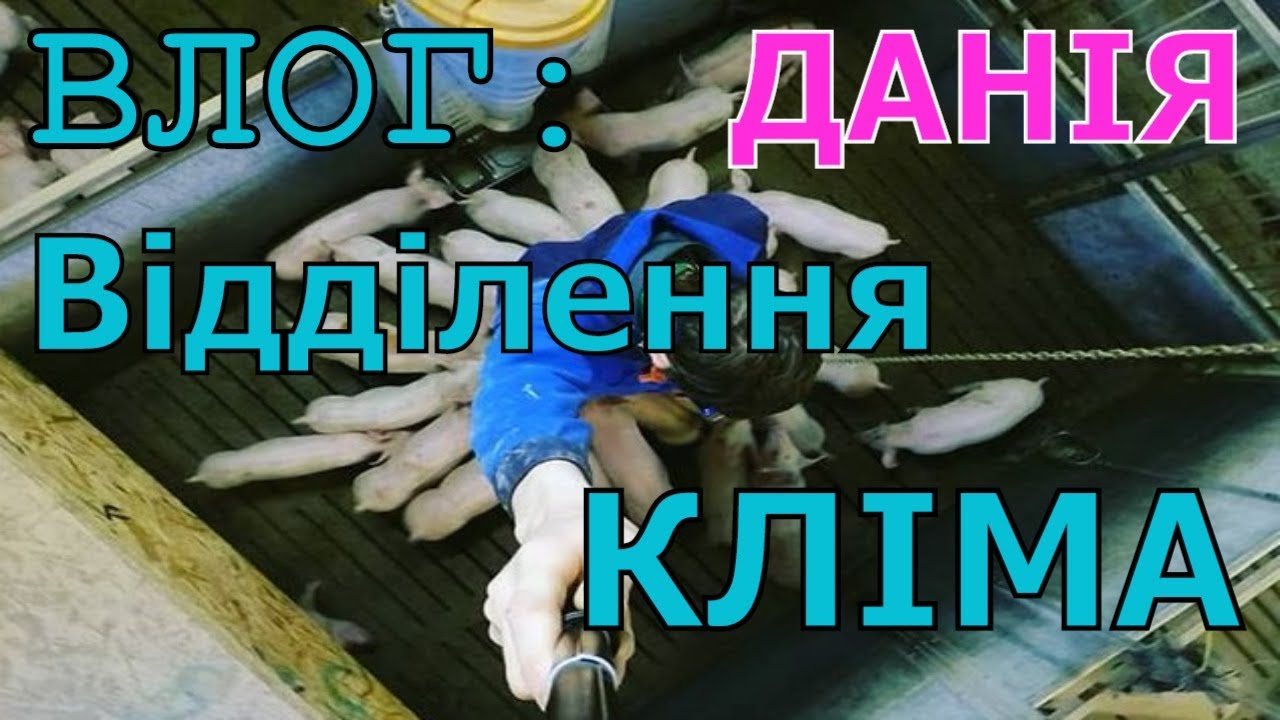 Моя щоденна робота на свинофермі. Частина 2.