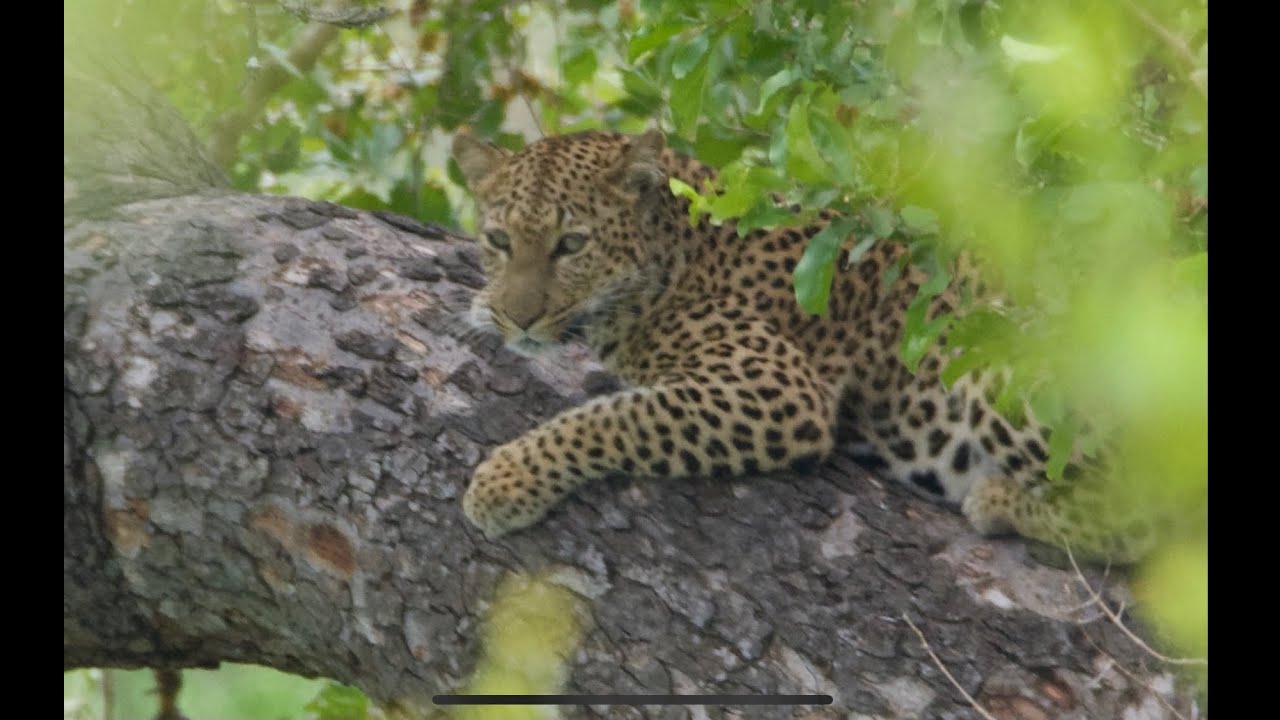 Travel Vlog : Safari in Southern Kruger via Biyamiti Bush Camp - Part 1