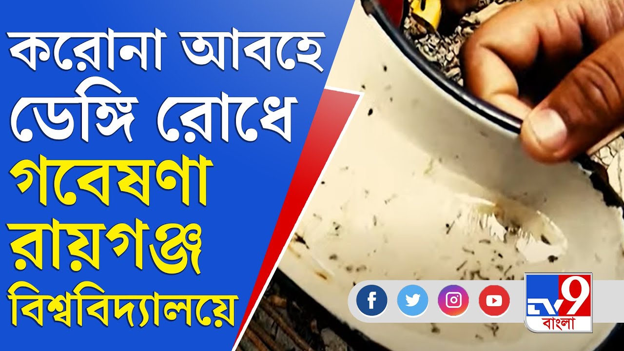ডেঙ্গি রোধে গবেষণা শুরু রায়গঞ্জ বিশ্ববিদ্যালয়ে | Raiganj University | UGC | Covid 19 | Coronavirus
