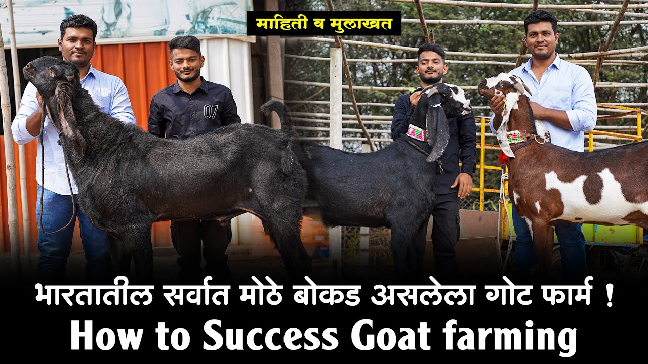 भारतातील सर्वात मोठे बोकड असलेला गोट फार्म ! Biggest Goat Farm in Satara