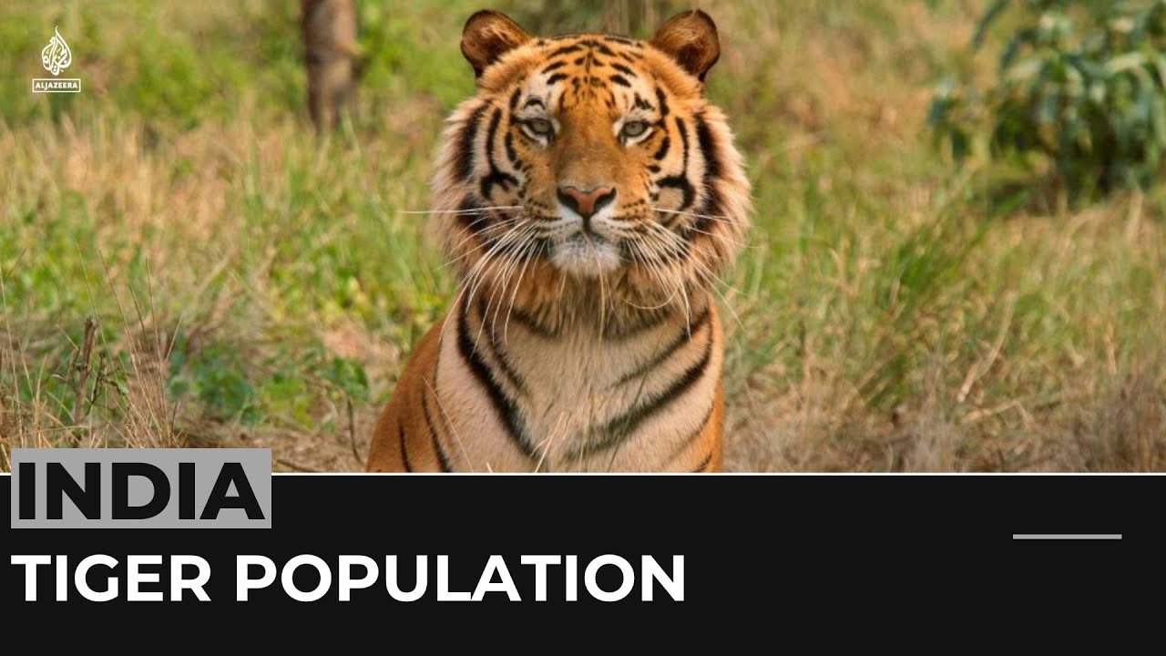 India&rsquo;s tiger population tops 3,000, survey finds