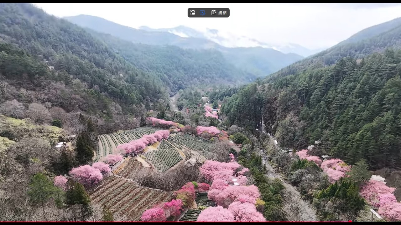 武陵櫻花季🌸空拍(中)