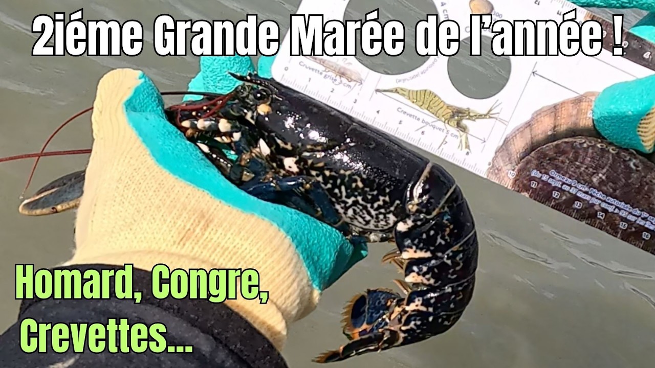 P&ecirc;che &agrave; pieds grande mar&eacute;e de Mars, Homard congre et crevettes