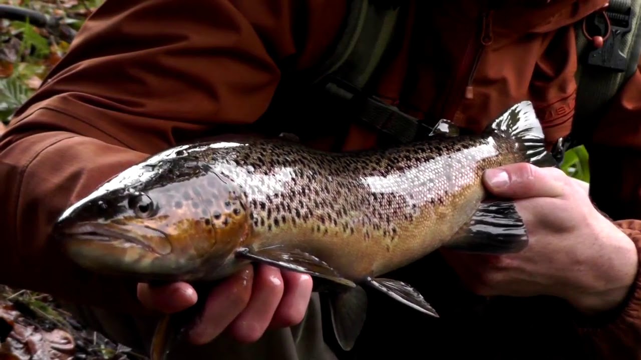 Nils Master Invincible - seatroutfishing, Denmark