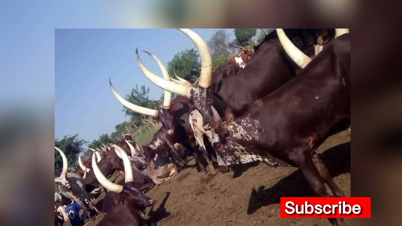 Abaana n'abazzukulu Omuziro Nte manya ekika kyo