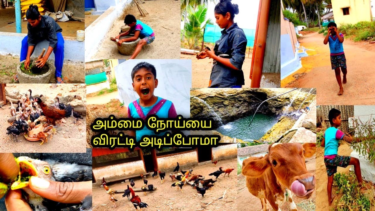 🌞வெயில் காலத்தில்கோழி குஞ்சுகளை🐥அம்மை நோய்யில்லிருந்து காப்பது எப்படி👍இயற்கை முறையில்🌿ᴀᴍᴍᴀɪ ɴᴏɪ