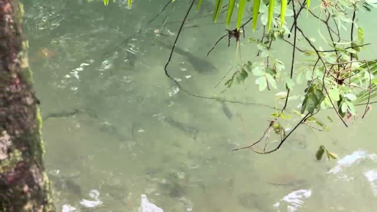 The Blue Hole at the Daintree Rainforest Cape Tribulation QLD Australia. How to get there! 