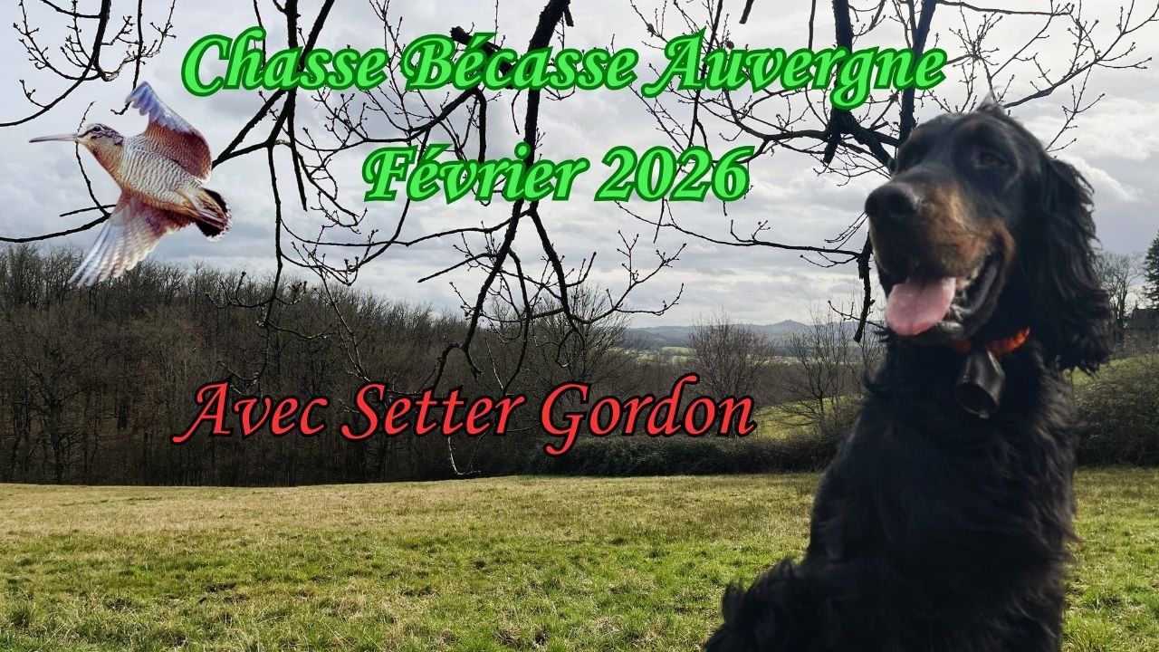 Chasse Bécasse Auvergne Février 2026 n°2
