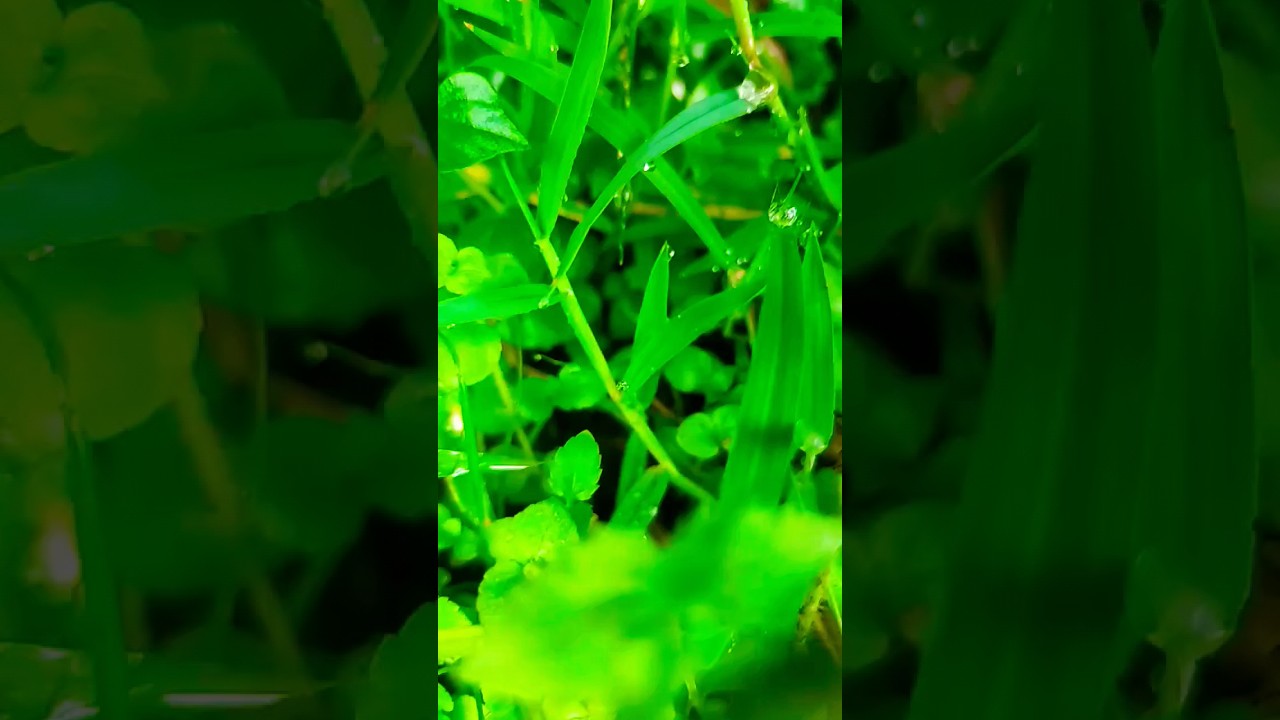 What Happened?  Amazing Forest Video | Bestvideo2023 #what #whathappend #wow #amazing #forestvideo