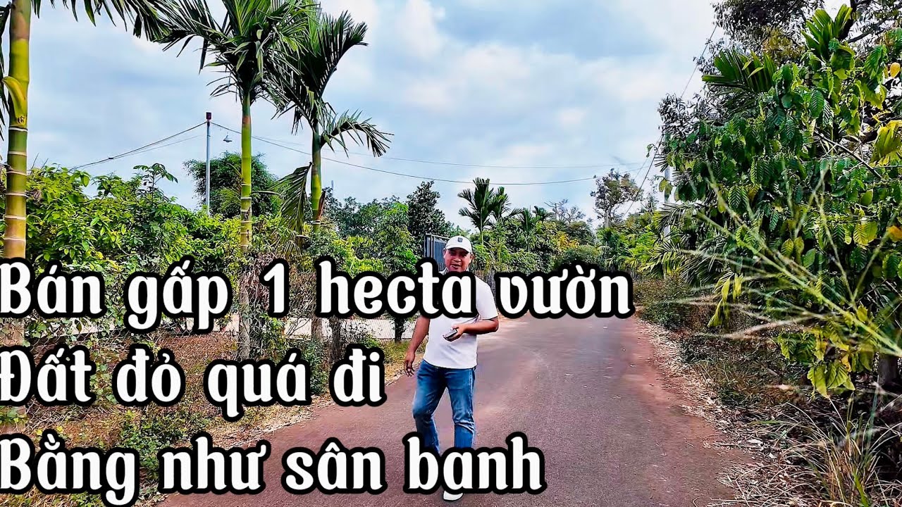 CẦN TIỀN HẠ 3 TỶ ĐỂ BÁN NHANH CẢ HECTA ĐẤT VƯỜN TẠI BÀ RỊA VŨNG TÀU GIÁ TỐT