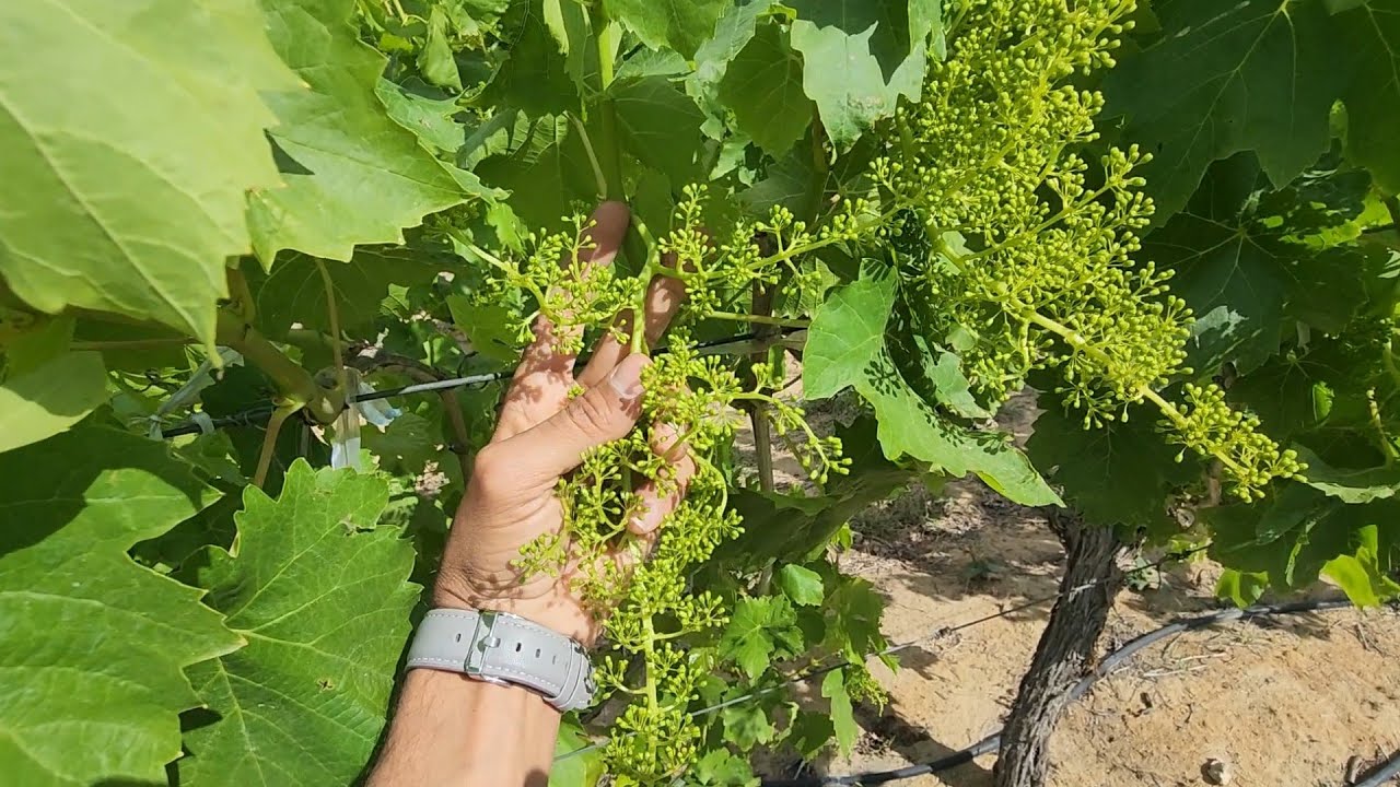 ماهو المطلوب قبل التزهير مباشرة في العنب البناتي وتصحيح بعض الأخطاء