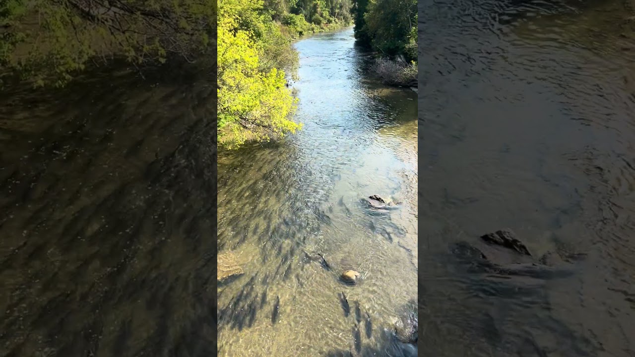 Fish ladder || relaxing music || #peacefulmusic