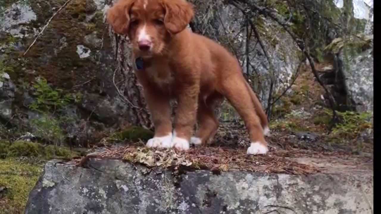 A Duck Toller Named Cutter - Nine Weeks Old (Talking Version)